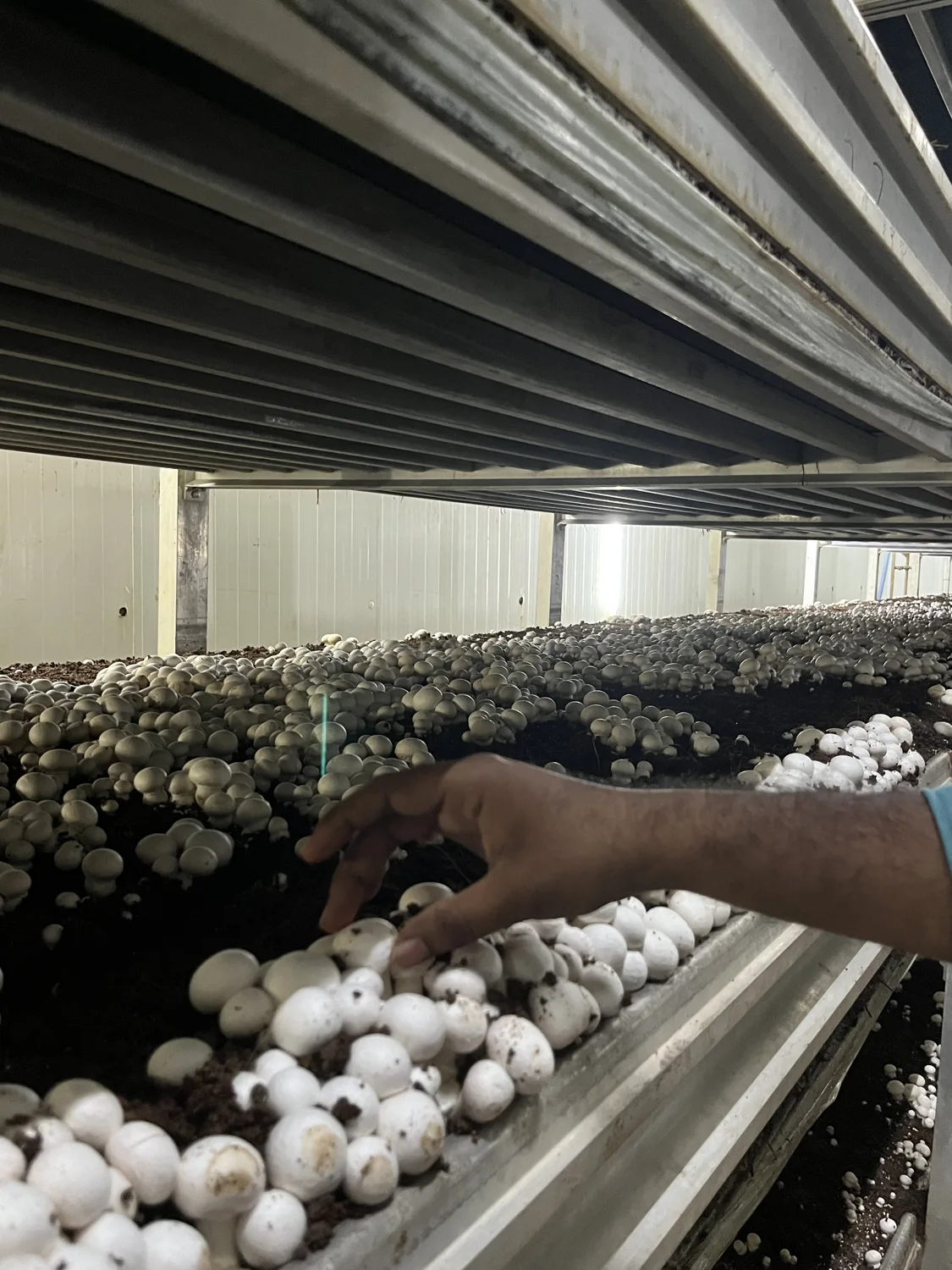 A hand inspecting cultivated mushrooms on growing beds